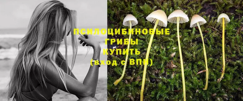 Псилоцибиновые грибы Psilocybe  наркотики  Трубчевск 